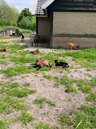 Geiten op de kinderboerderij van Veendam