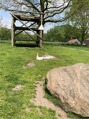 Witte pauw op de kinderboerderij