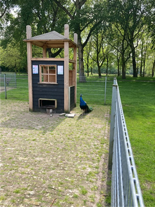 Pauw op de kinderboerderij van Veendam